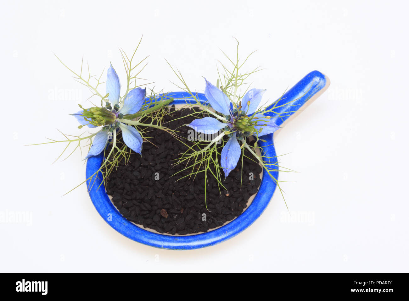 Pianta medicinale Nigella sativa, cumino nero, anche noto come cumino nero, nigella Foto Stock