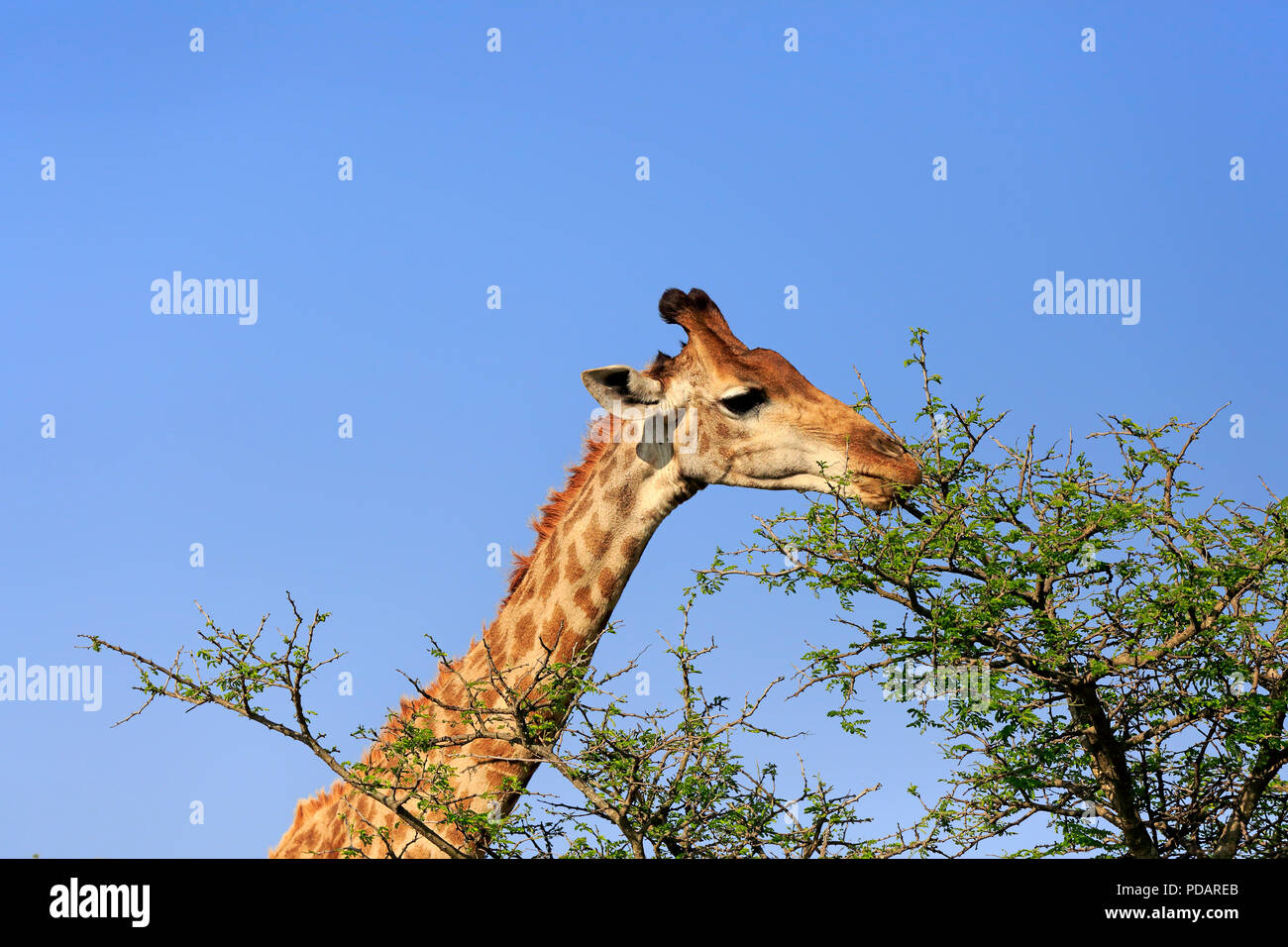 Cape Giraffe, adulto, Saint Lucia Estuary, Isimangaliso Wetland Park, Kwazulu Natal, Sud Africa, Africa Giraffa camelopardalis giraffa Foto Stock