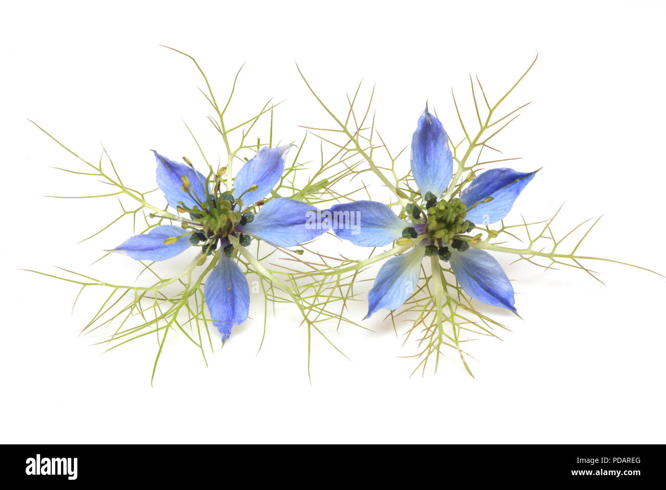 Pianta medicinale Nigella sativa, cumino nero, anche noto come cumino nero, nigella Foto Stock