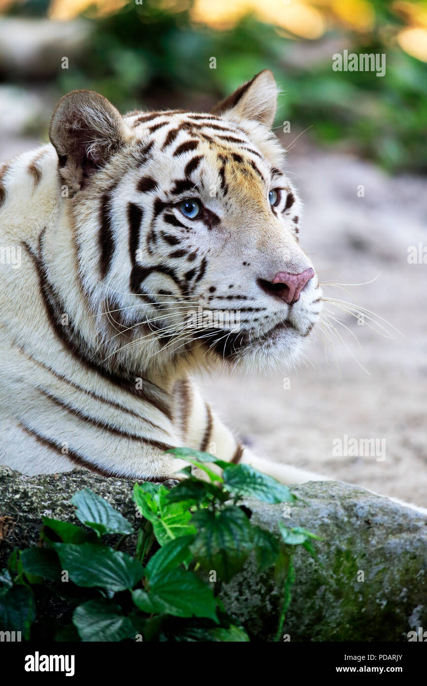 Indian Tiger modulo bianco, bianco tigre, tigre del Bengala, adulti in appoggio verticale, India, Asia, Panthera tigris tigris Foto Stock