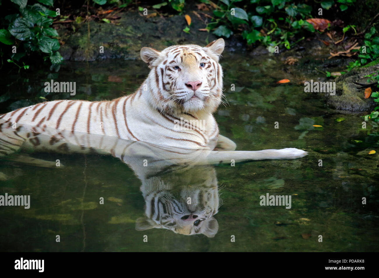 Indian Tiger modulo bianco, bianco tigre, tigre del Bengala, adulto in acqua, India, Asia, Panthera tigris tigris Foto Stock