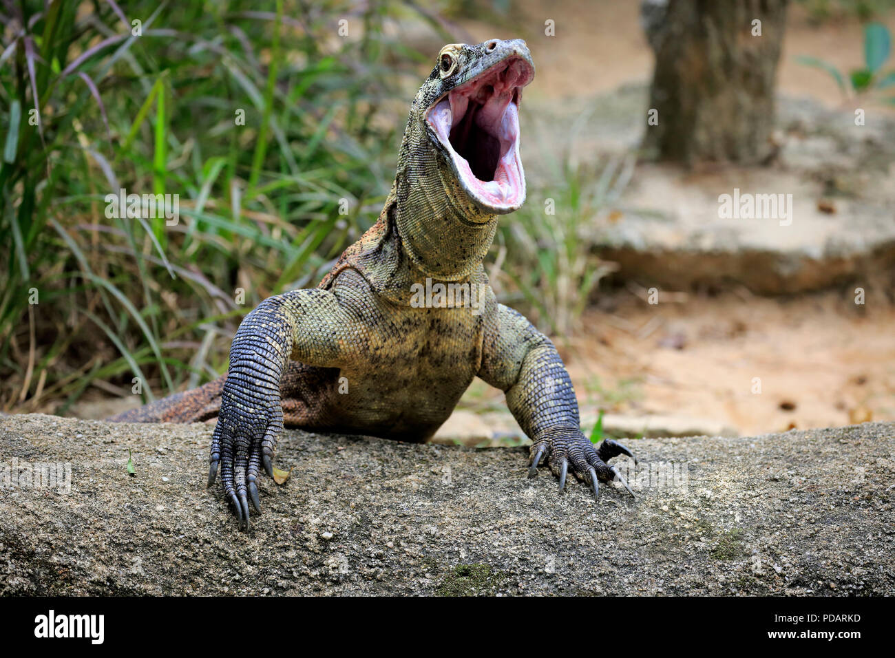 Drago di Komodo, adulti su roccia ritratto jawning, captive, Singapore, Asia, Varanus komodoensis Foto Stock