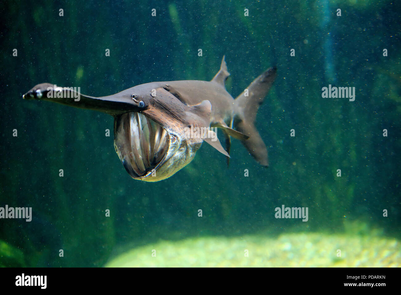 American paddlefish, distribuzione del fiume Mississippi captive, Singapore, Polyodon spathula Foto Stock