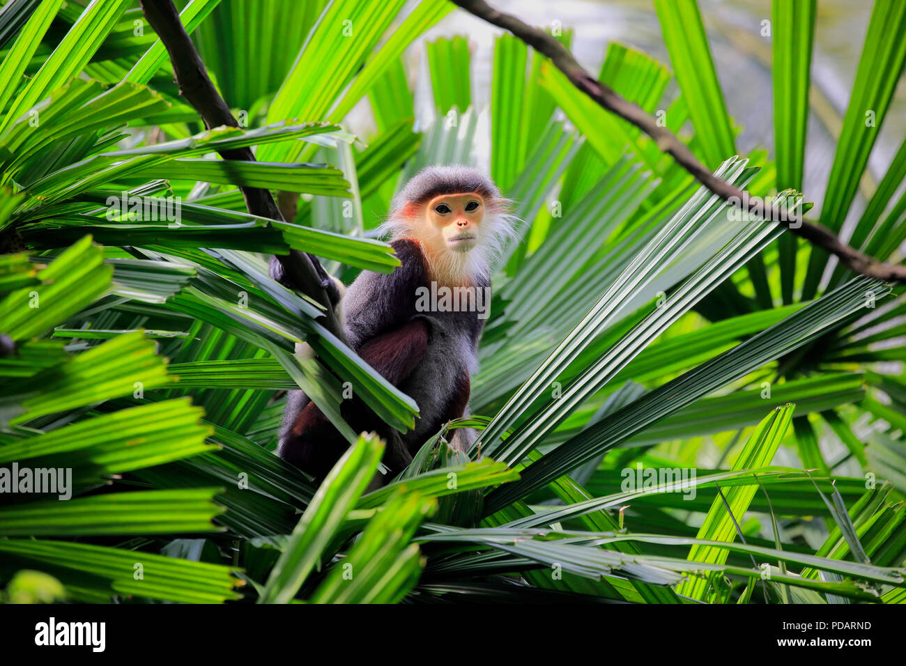 Douc Langur, adulto su albero, Asia, Pygathrix nemaeus Foto Stock