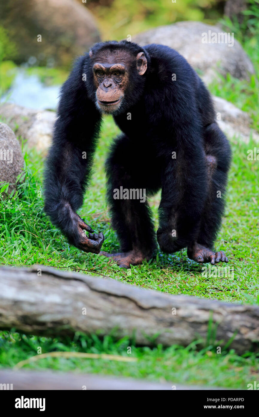 Scimpanzé, maschio adulto a piedi, Africa, Pan troglodytes troglodytes Foto Stock