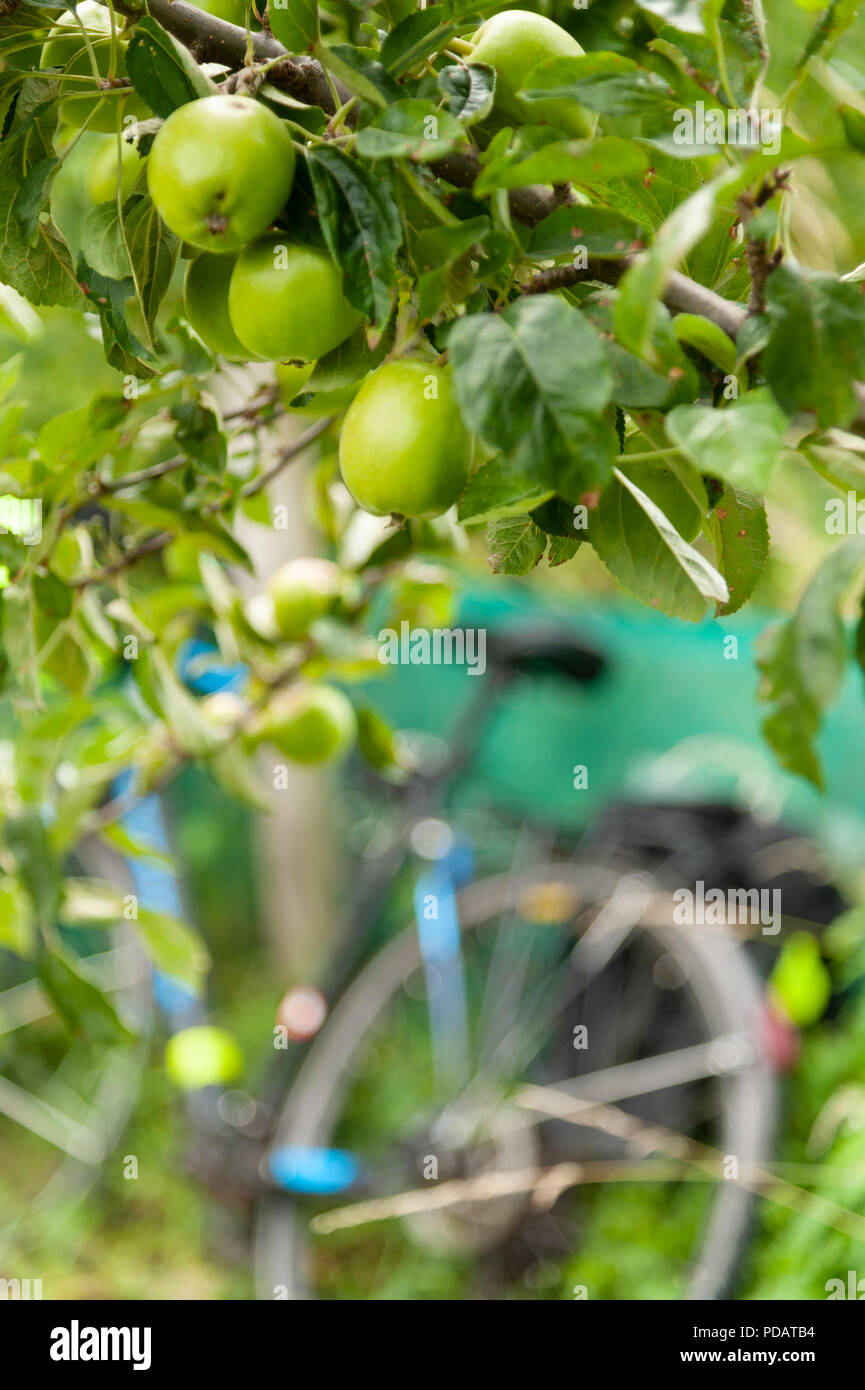 Una bicicletta si appoggia contro una recinzione vicino ad un albero di mele su un giardino di Edimburgo. Foto Stock