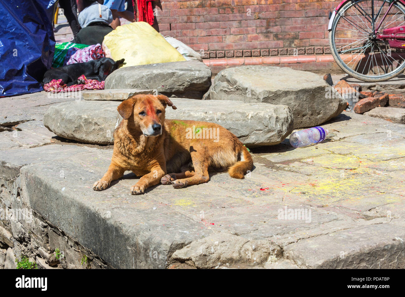 Cane con Holi festival dipinti, Durbar Square, Kathmandu, Nepal Foto Stock