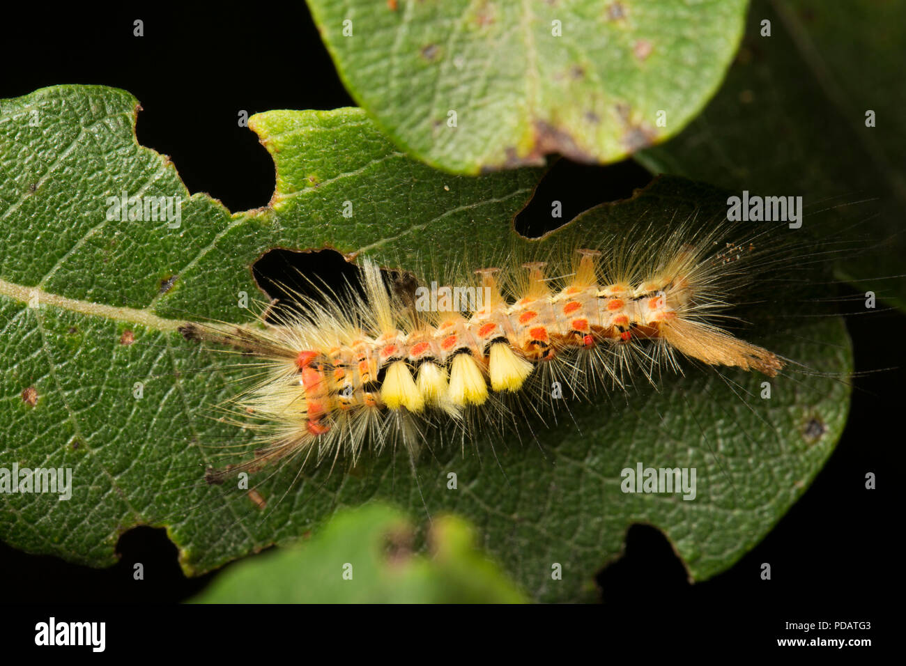 Una falena vaporer caterpillar, Orgyia antiqua, su una foglia sallow accanto ad una pista forestale. Il Dorset England Regno Unito GB Foto Stock