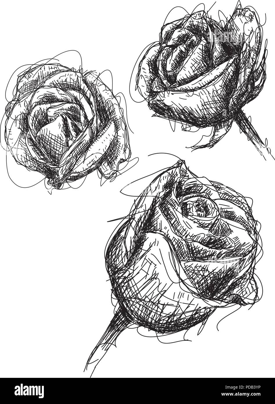 Schizzi di rose Illustrazione Vettoriale