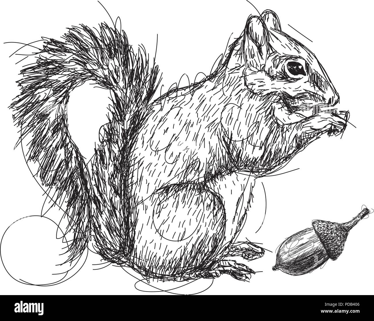 Schizzo di scoiattolo Illustrazione Vettoriale