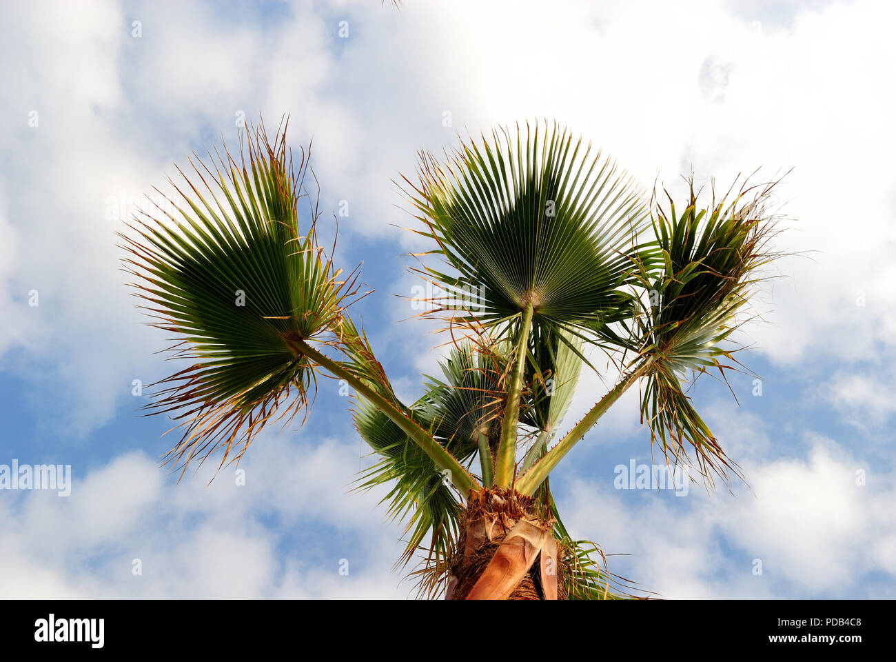 Palm tree presa dal basso con il cielo blu e nuvole bianche, concetto per l'estate, vacanze tropicale, spazio di copia Foto Stock