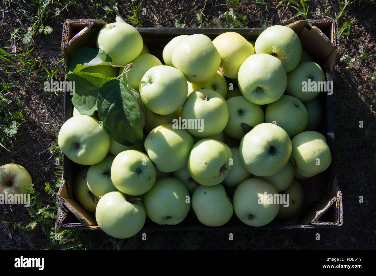 Scatola di luce mele verdi - in piedi sul suolo Foto Stock
