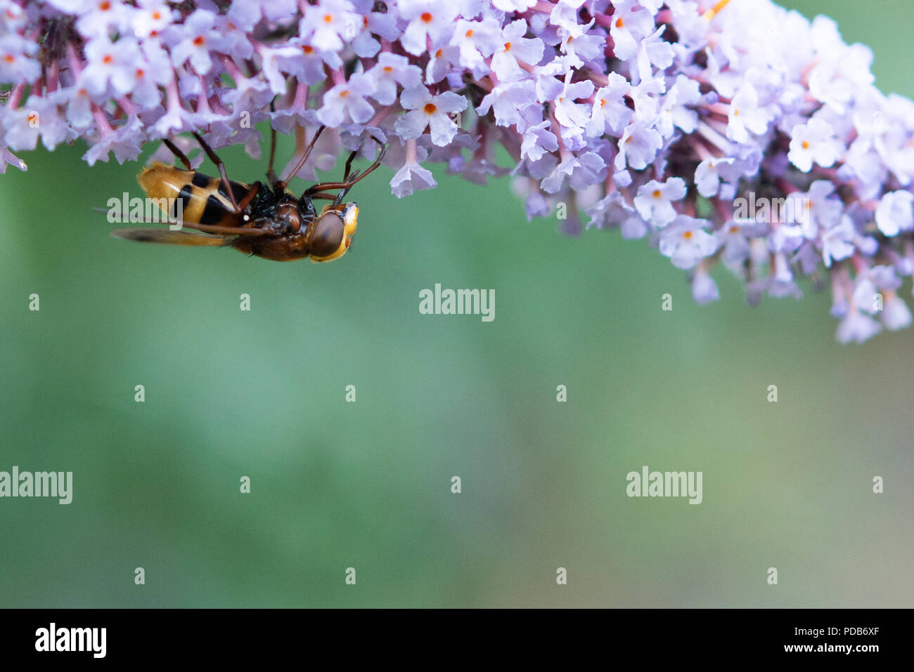 Hoverfly, abbarbicato capovolto mentre l'alimentazione sul polline. Foto Stock