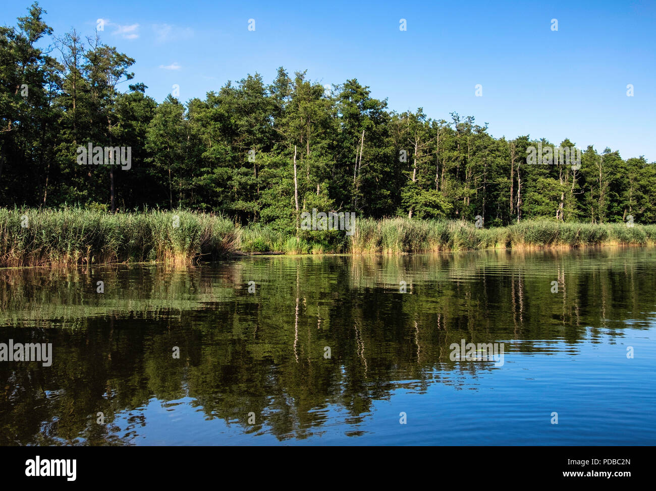 Germania, fiume Peene - Peenetal Nature Conservation Park. Le zone umide con canne e alberi sulla riva del fiume e di riflessioni su acqua tranquilla Foto Stock