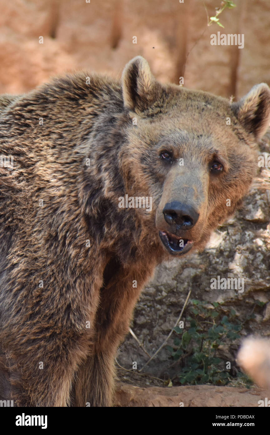 Stupito orso bruno Foto Stock