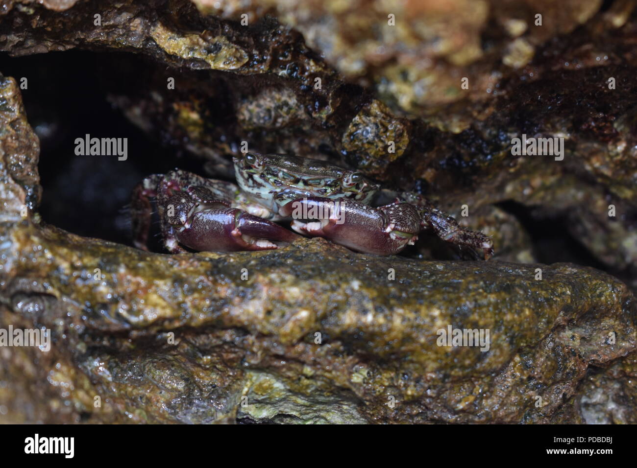 Macro Close-Up di un crostaceo di granchio nascosto in una piccola grotta in un divario tra le rocce Foto Stock