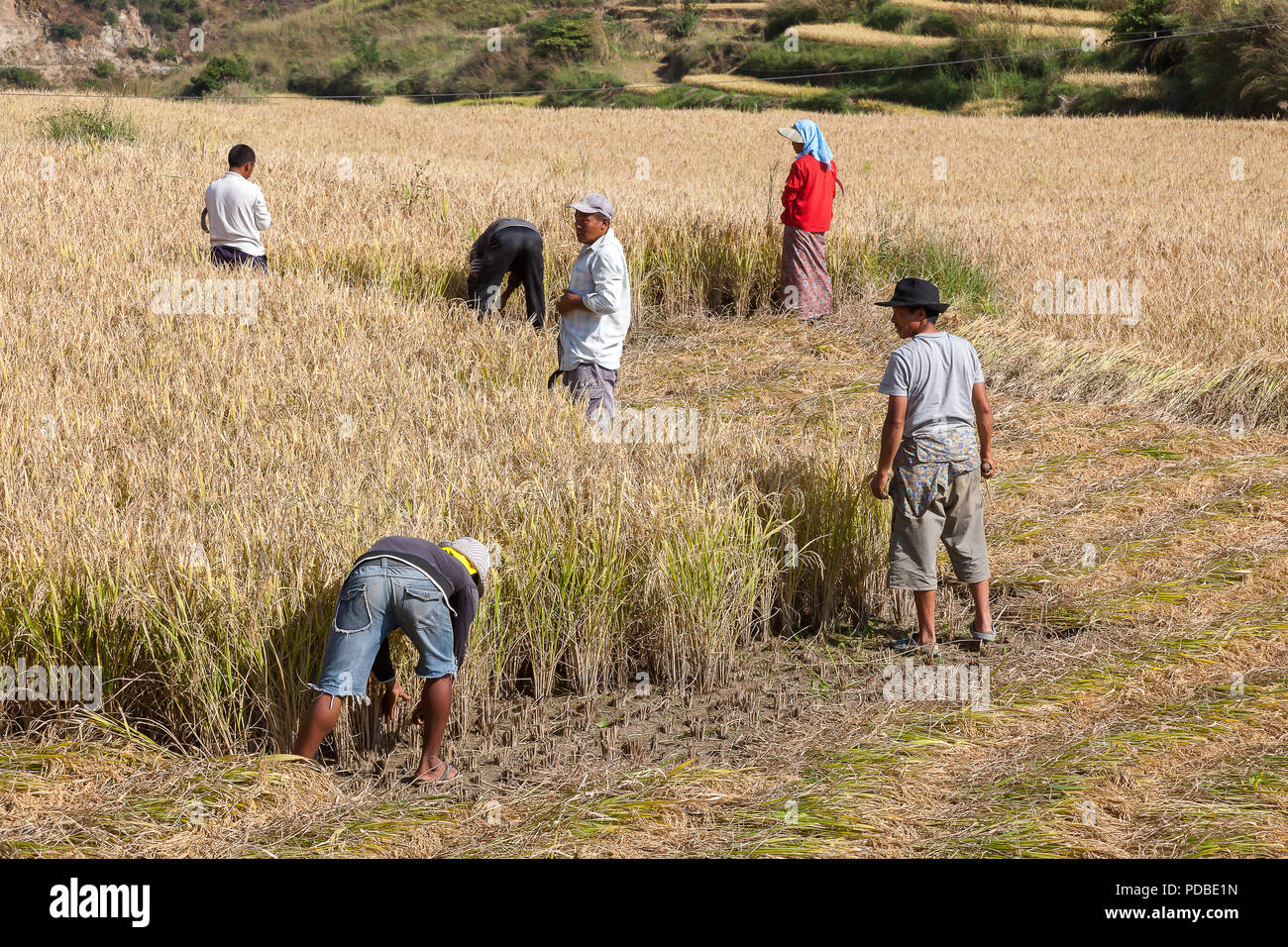 I contadini la mietitura del riso a mano con Falci, Pana village, Bhutan. Foto Stock