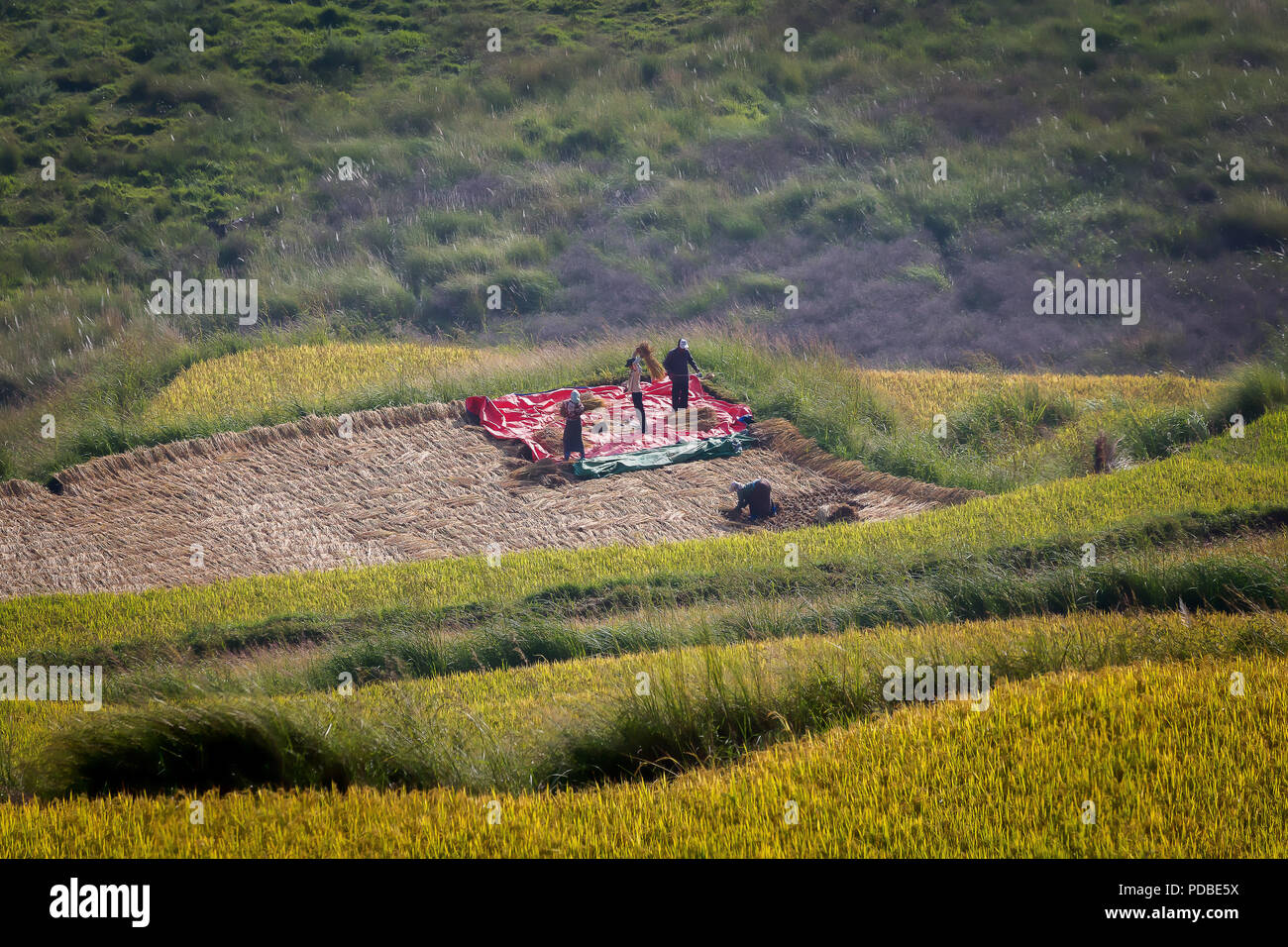 La trebbiatura del riso, Bhutan Foto Stock