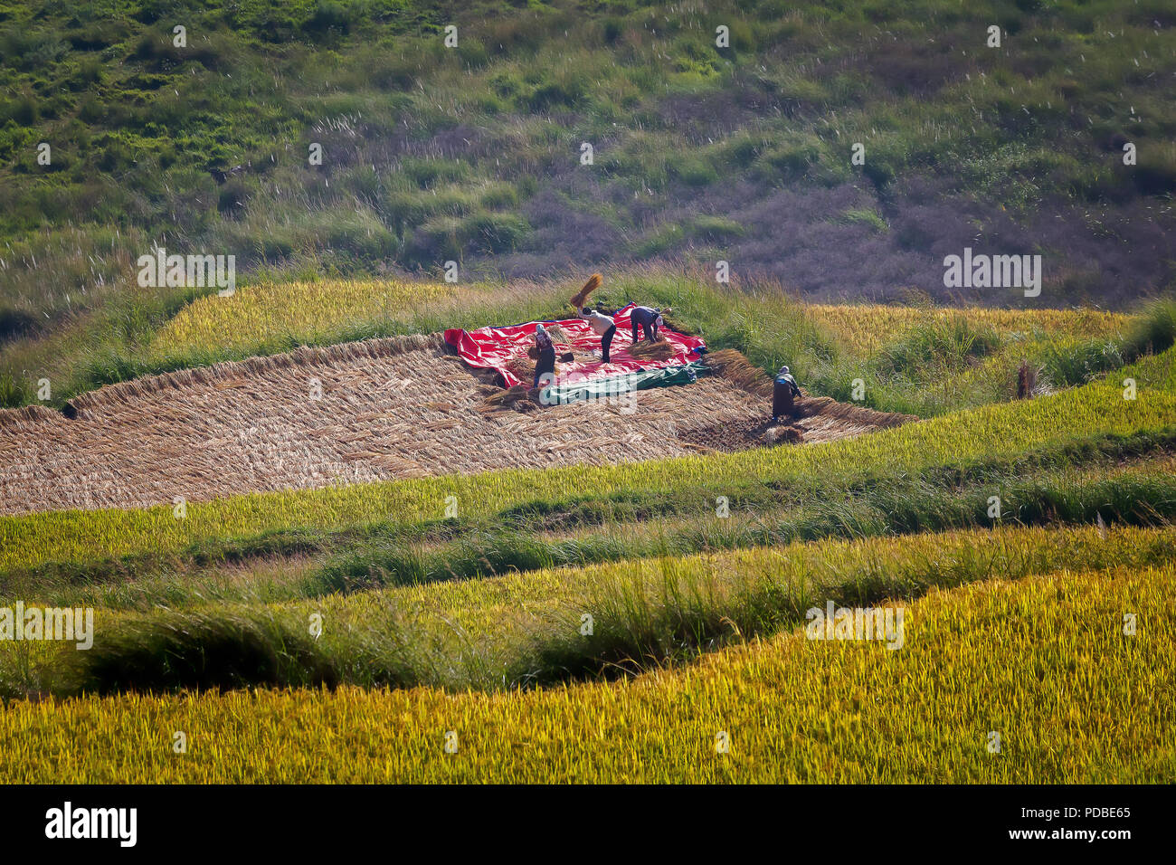 La trebbiatura del riso, Bhutan Foto Stock
