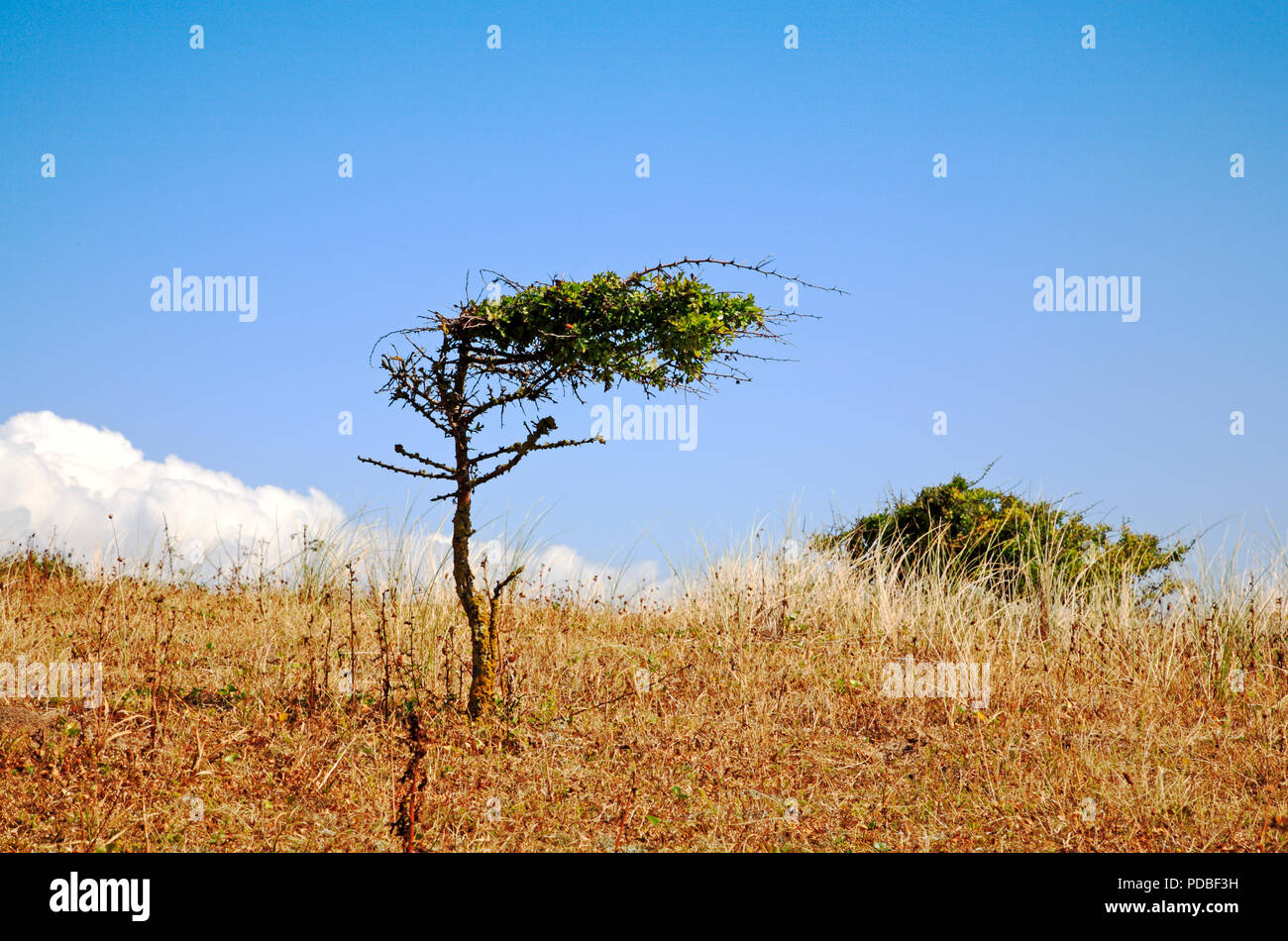 Un albero recedono dalla prevalente della brezza di mare sulla coppia dune di sabbia sulla costa North Norfolk a Burnham Overy Staithe, Norfolk, Inghilterra, Regno Unito, Europa. Foto Stock