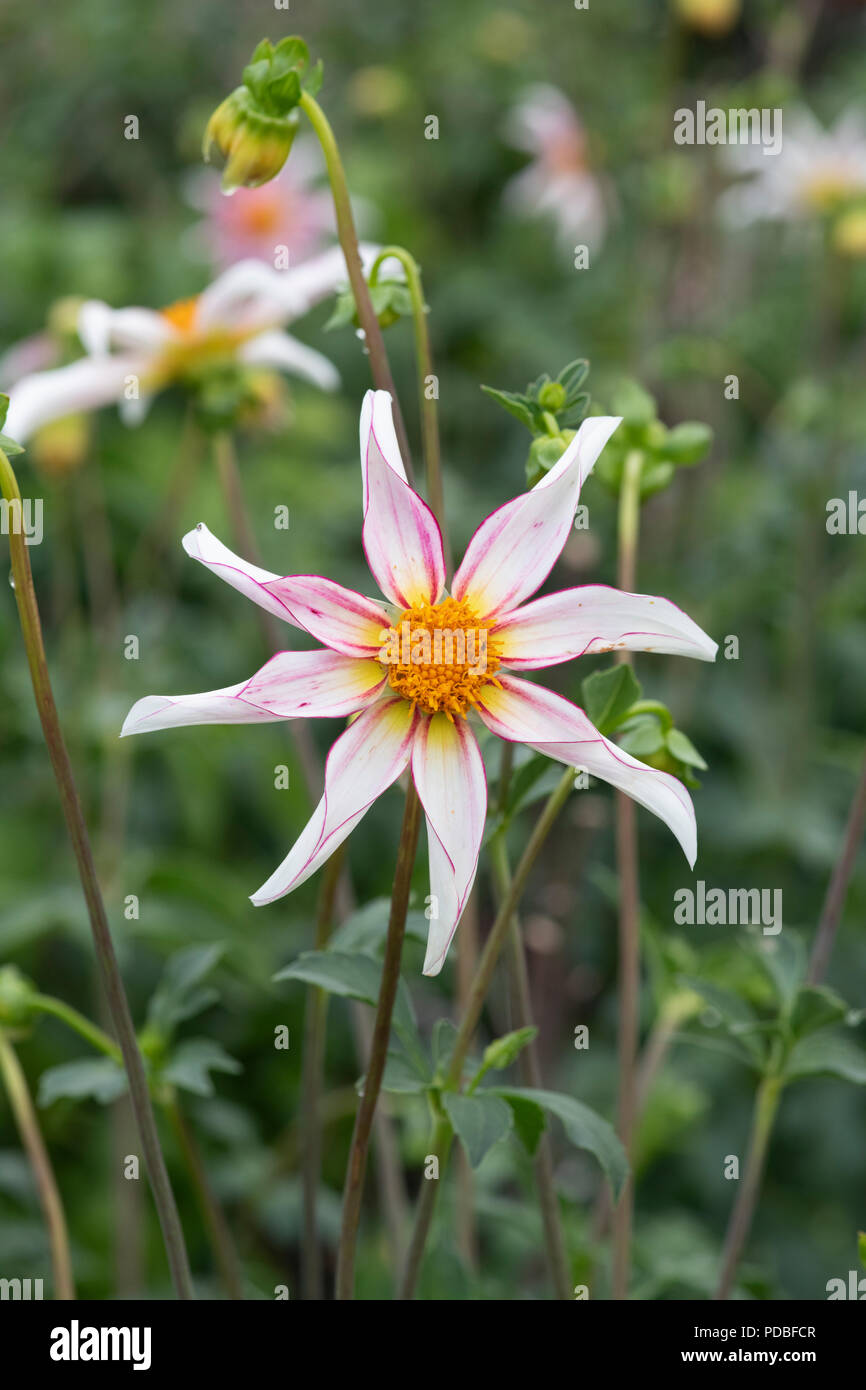 Dahlia 'Honka fragile'. A forma di stella dahlia Foto Stock