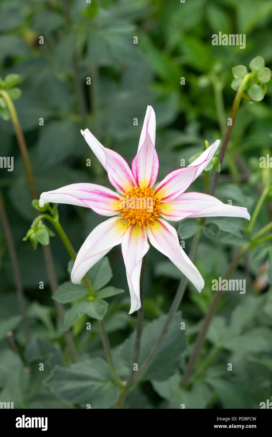Dahlia 'Honka fragile'. A forma di stella dahlia Foto Stock