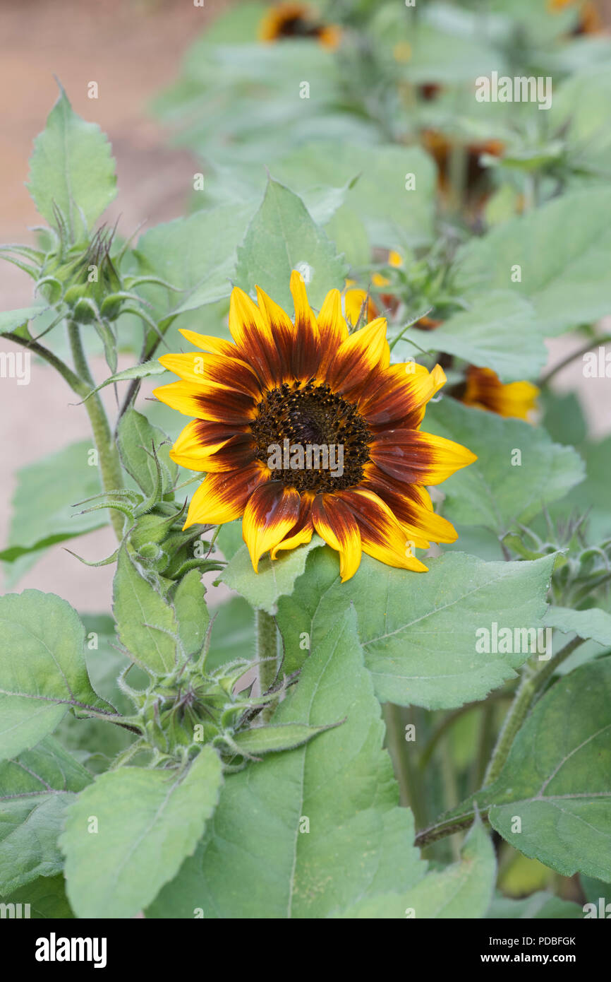 Helianthus annuus " Anello di Fuoco " . Girasole 'Anello di Fuoco" in un giardino inglese. Regno Unito Foto Stock