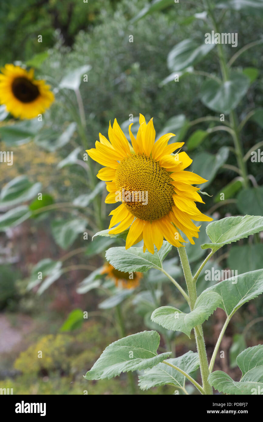 Helianthus annuus . Il girasole in un giardino inglese. Regno Unito Foto Stock