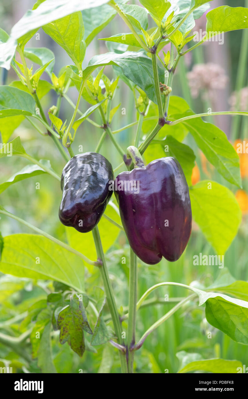 Il Capsicum annuum var. annuum. Pepe dolce "Tequila" crescente sull'impianto. Regno Unito Foto Stock