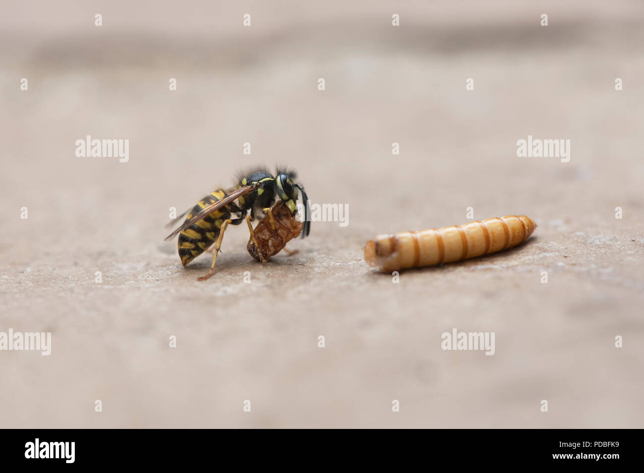 Wasp comune. Vespula vulgaris. Yellowjacket wasp mangiando un mealworm Foto Stock