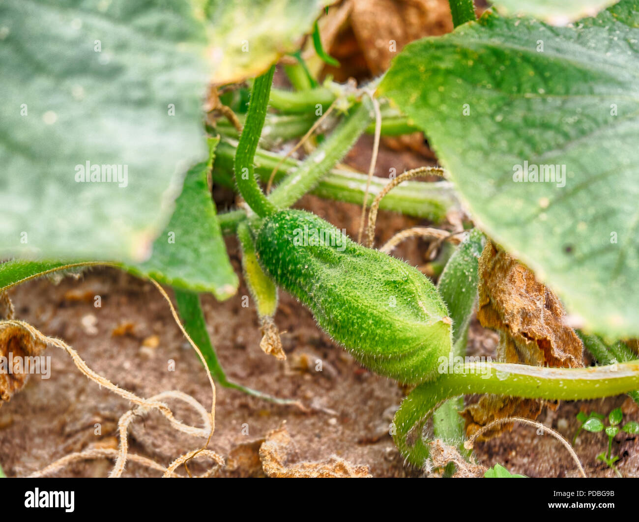 Crescendo i cetrioli in giardino Foto Stock