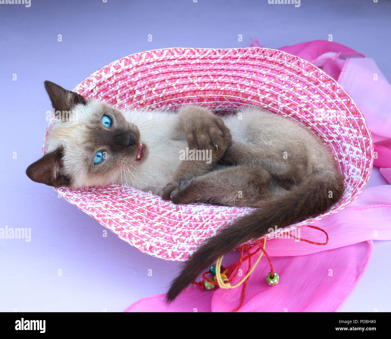 Gatto Con Il Cappello Del Partito Fotografia Stock - Immagine di  affascinare, ritratto: 23444080