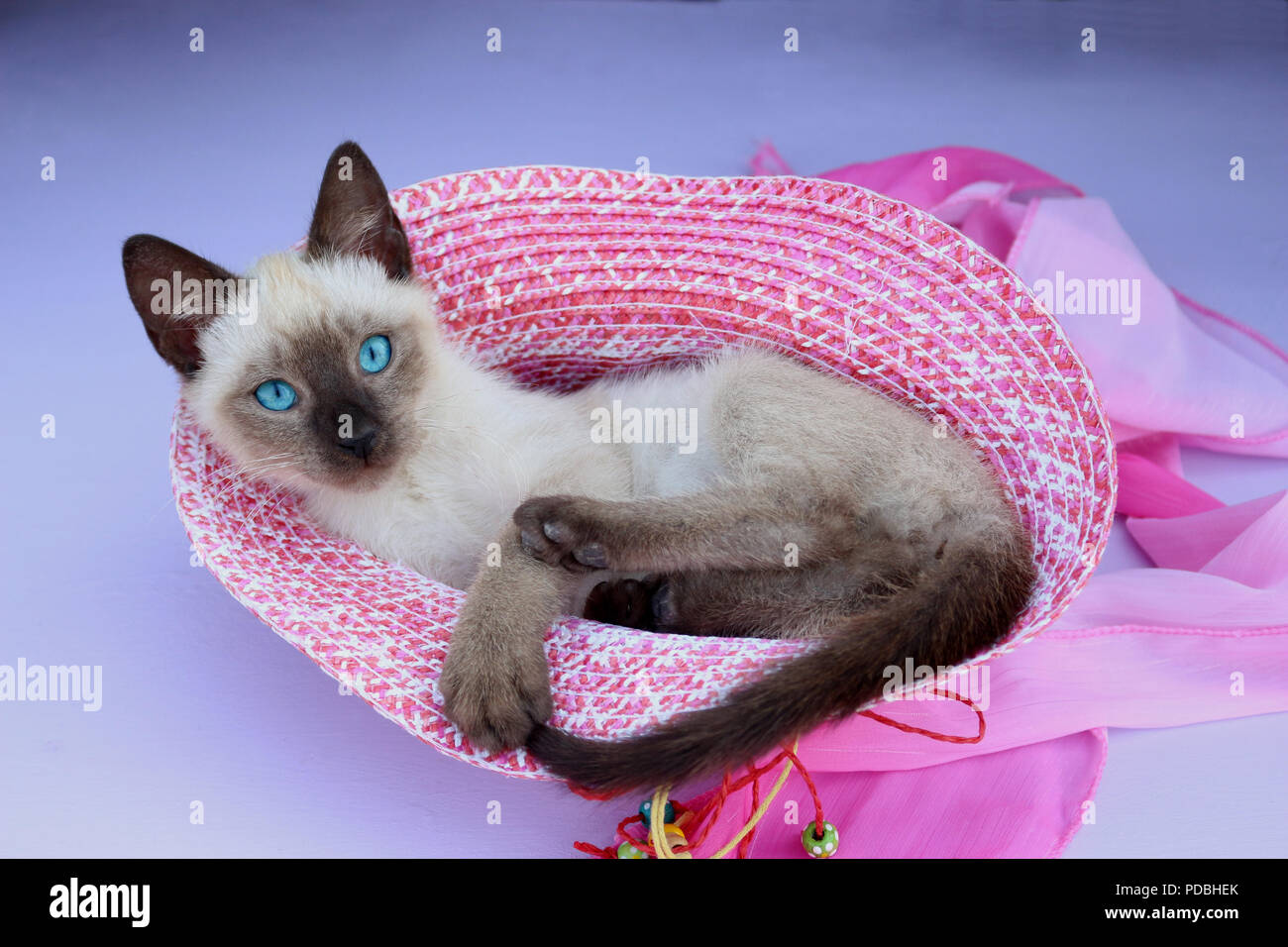 Siamese gattino, tailandese, 7 settimane di età, guarnizione di tenuta, che giacciono in un cappello Foto Stock