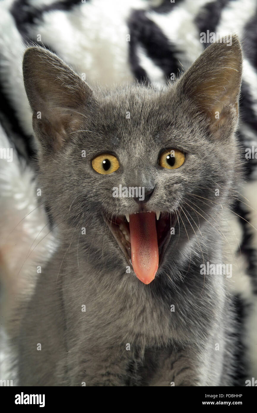 Ritratto di un blu che sbadiglia gattino, 2 mese Foto Stock