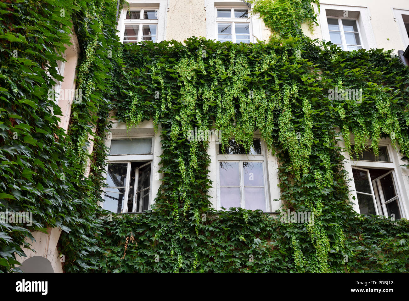 Parete di edificio coperto nella crescita di edera verde che circonda windows, Europa Foto Stock