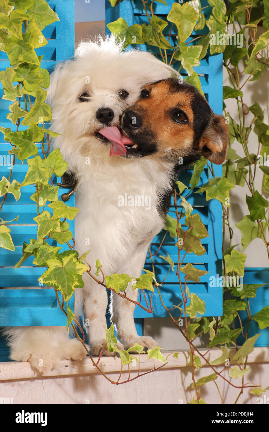 Due cani, maltese e jack russell, kissing ogni altro Foto Stock