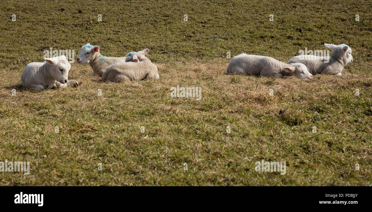 Little Lamb su Hallig Hooge, Frisia settentrionale, Schleswig-Holstein, Germania, Europa Foto Stock