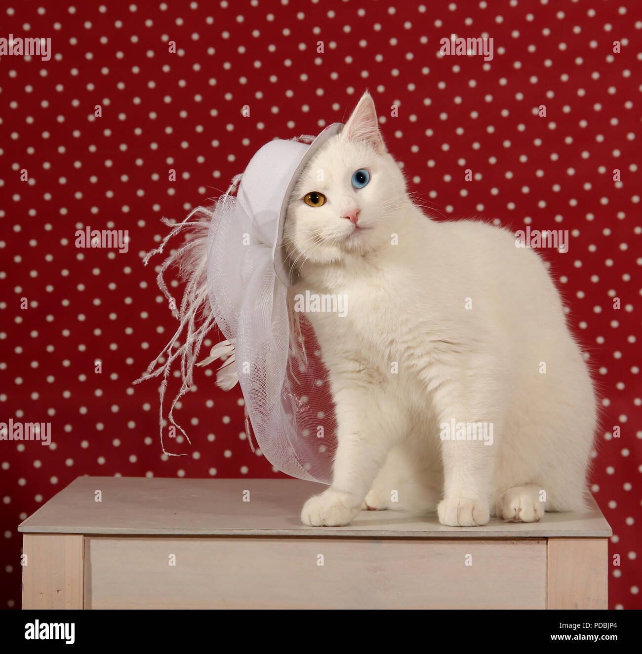 Bianco gatto domestico, odd eyed, con cappello Foto Stock