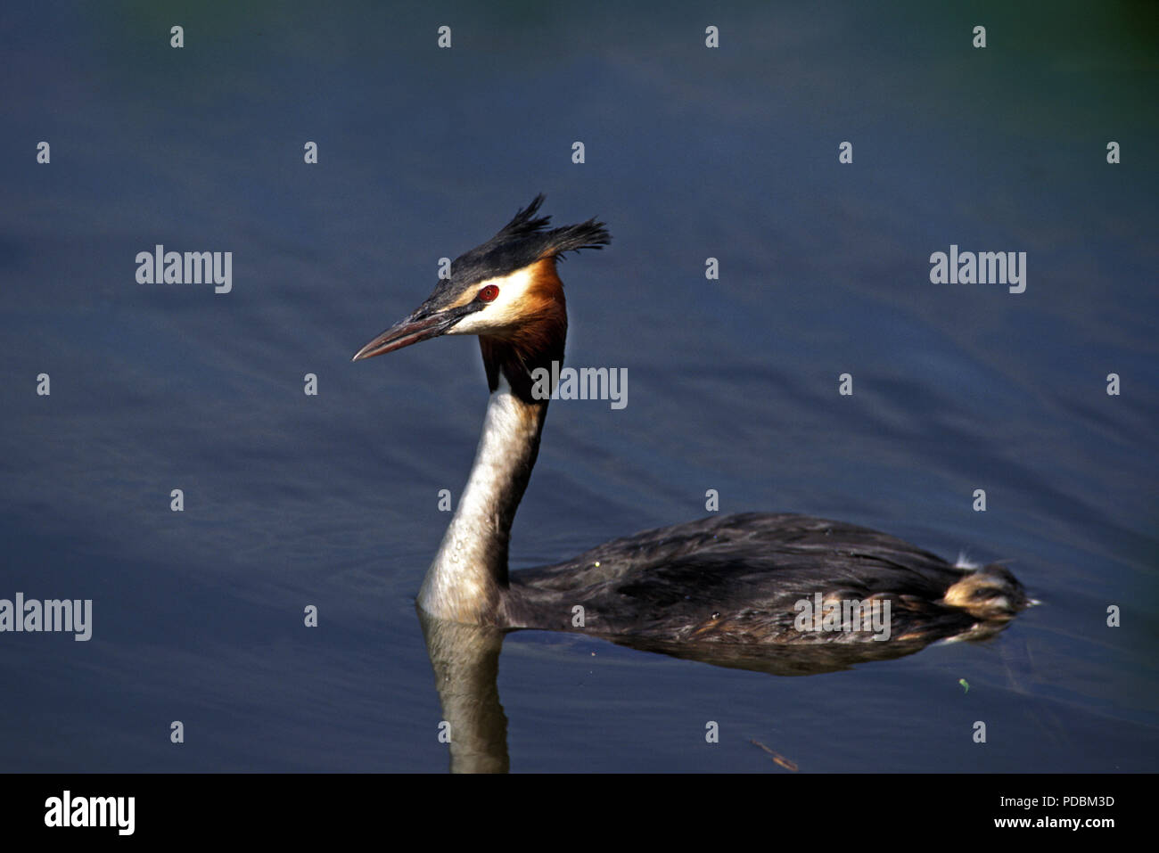 Svasso maggiore - Grèbe huppé - Podiceps cristatus Foto Stock