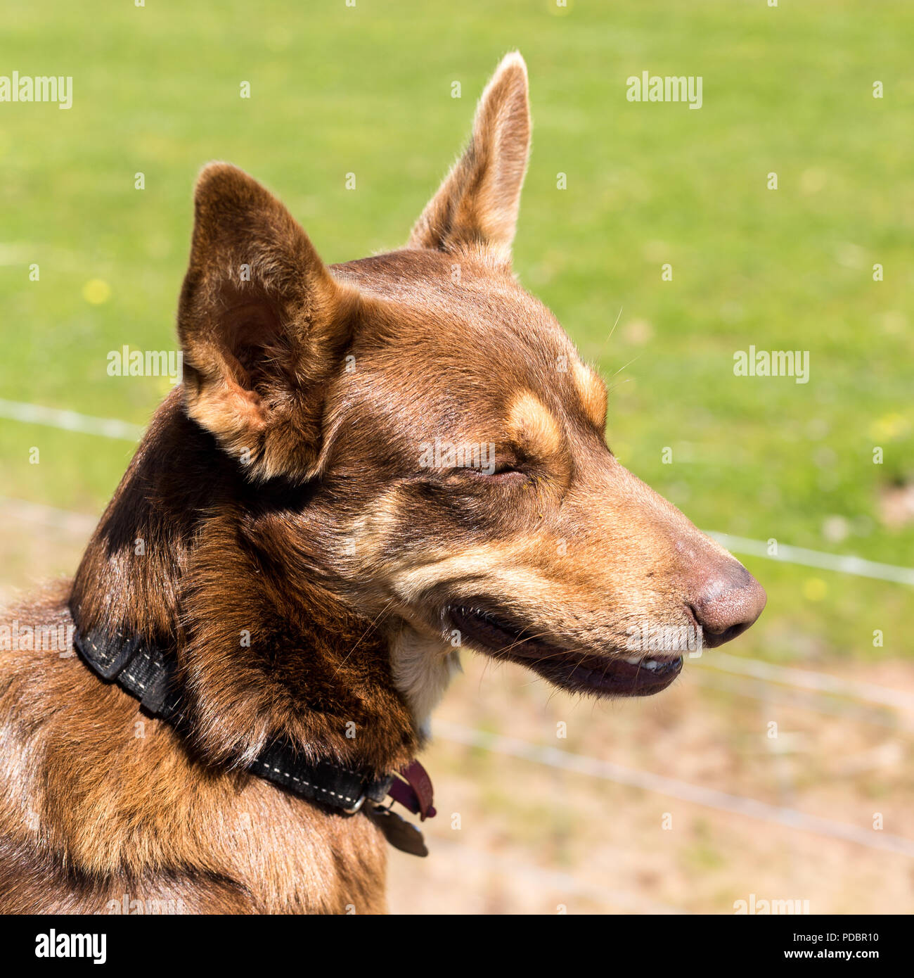 Brown Kelpie sul retro di ute in agriturismo Foto Stock