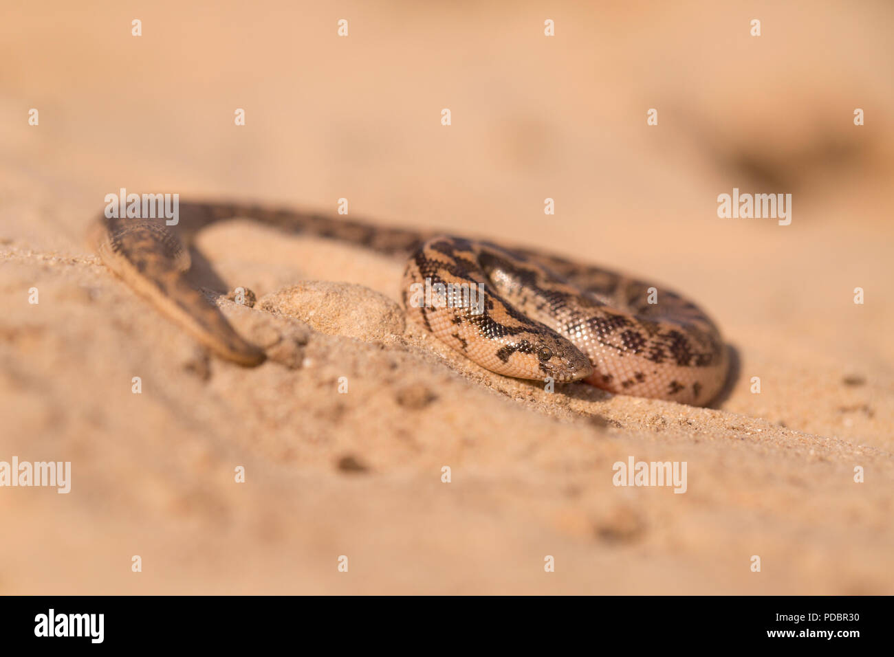 Giavellotto sabbia boa (Eryx jaculus) nella sabbia. Questo serpente si trova in Europa Orientale, il Caucaso e il Medio Oriente e Africa. Fotografato in Israele Foto Stock