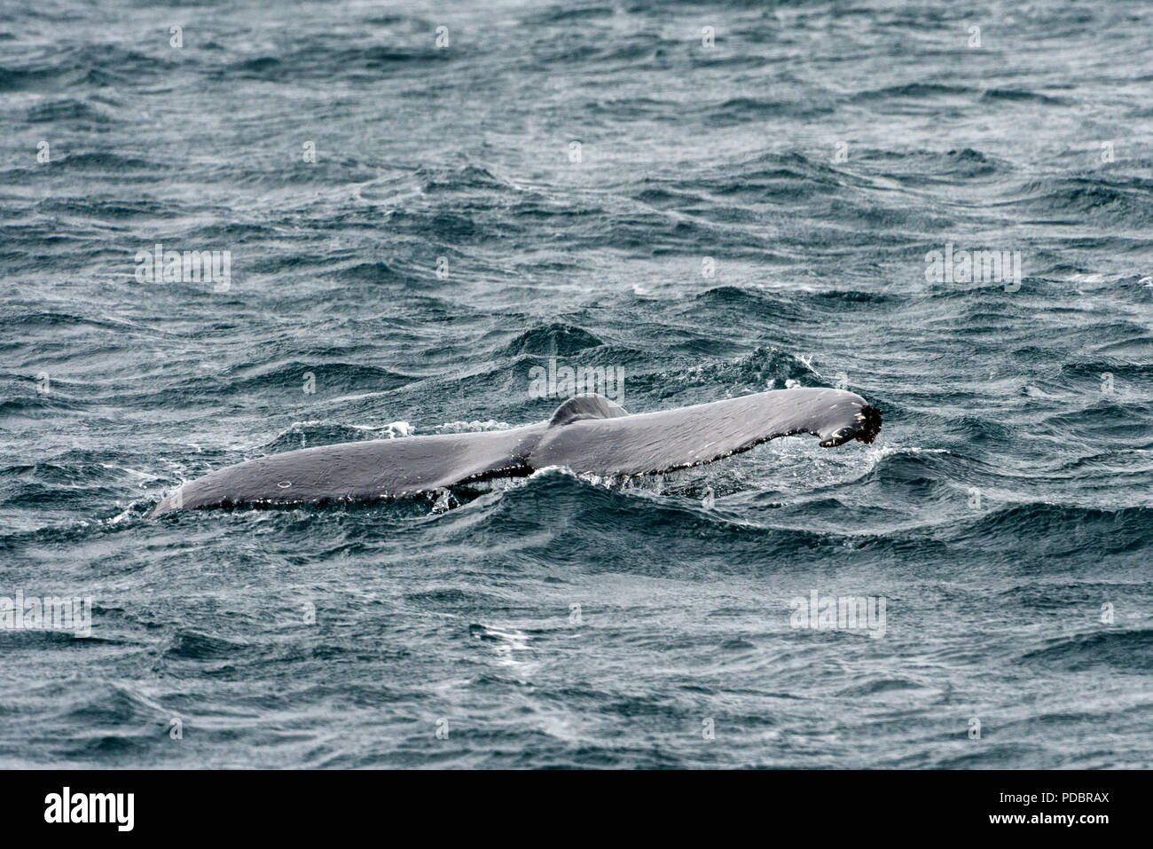 Humpback Whale flipping la sua coda man mano che si immerge di nuovo verso il basso nella profondità dell'acqua Foto Stock