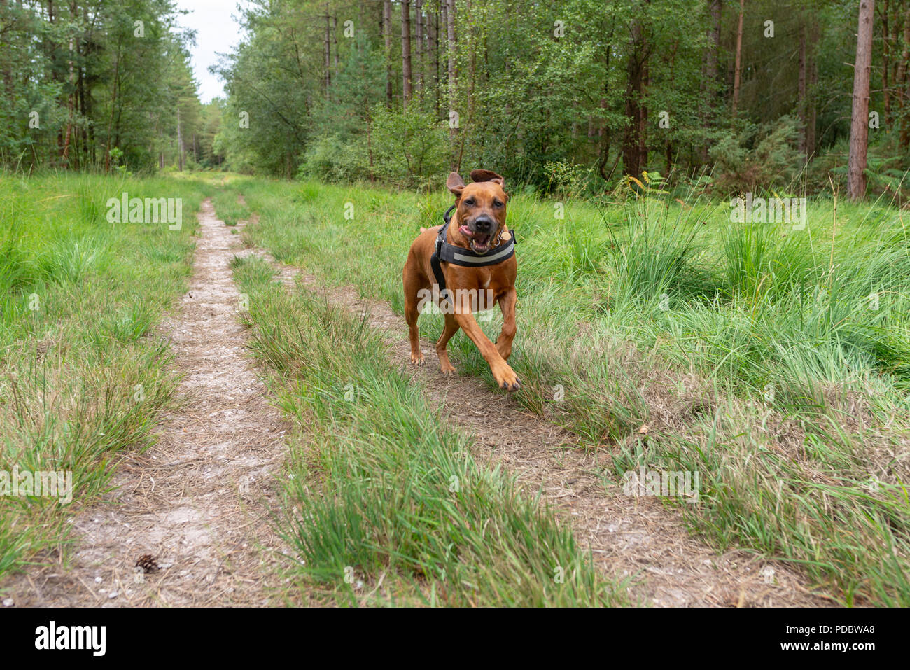 Ridgeback rhodesiano cane che corre attraverso una foresta di alberi Foto Stock