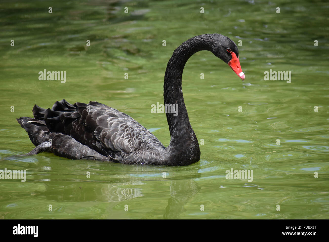 Black Swan su stagno Foto Stock