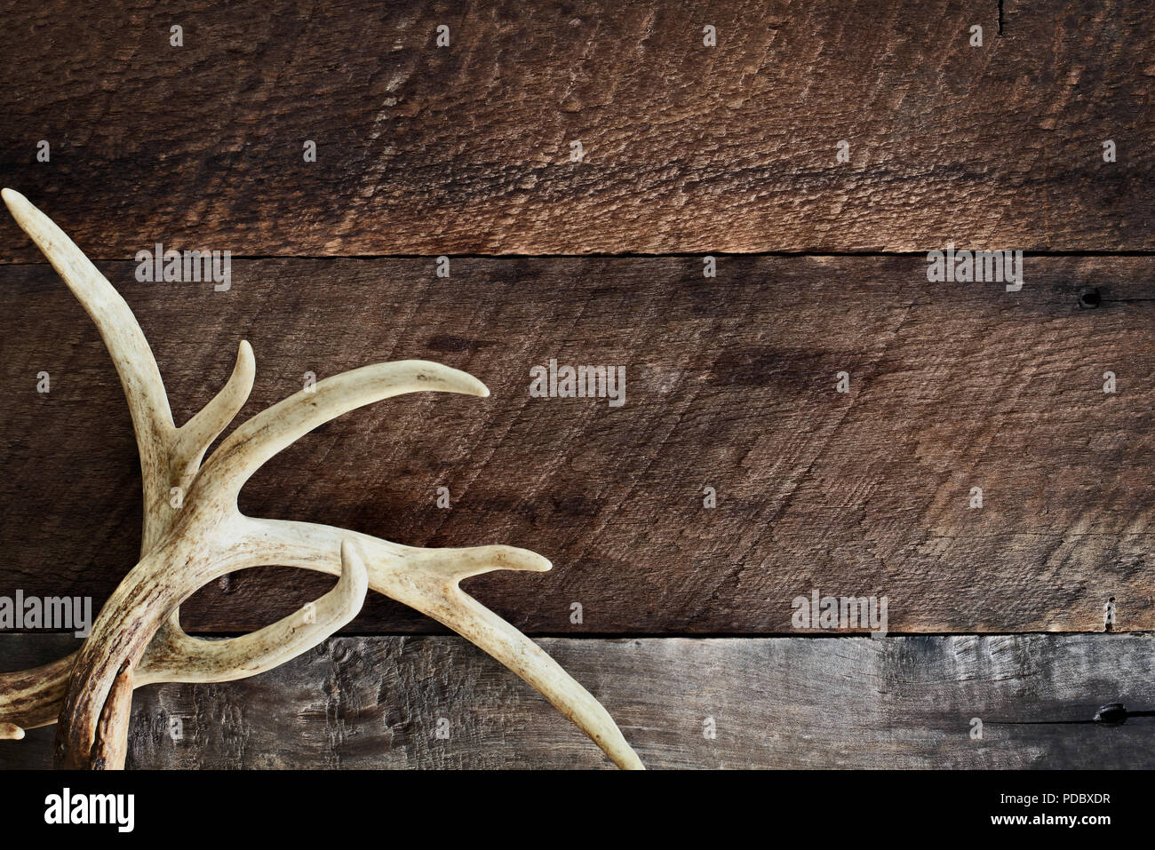 Una coppia di reale coda bianca corna di cervo in un rustico sfondo di legno. Essi sono utilizzati dai cacciatori durante la caccia a sbattere in altri grandi bucks. Spa gratis Foto Stock