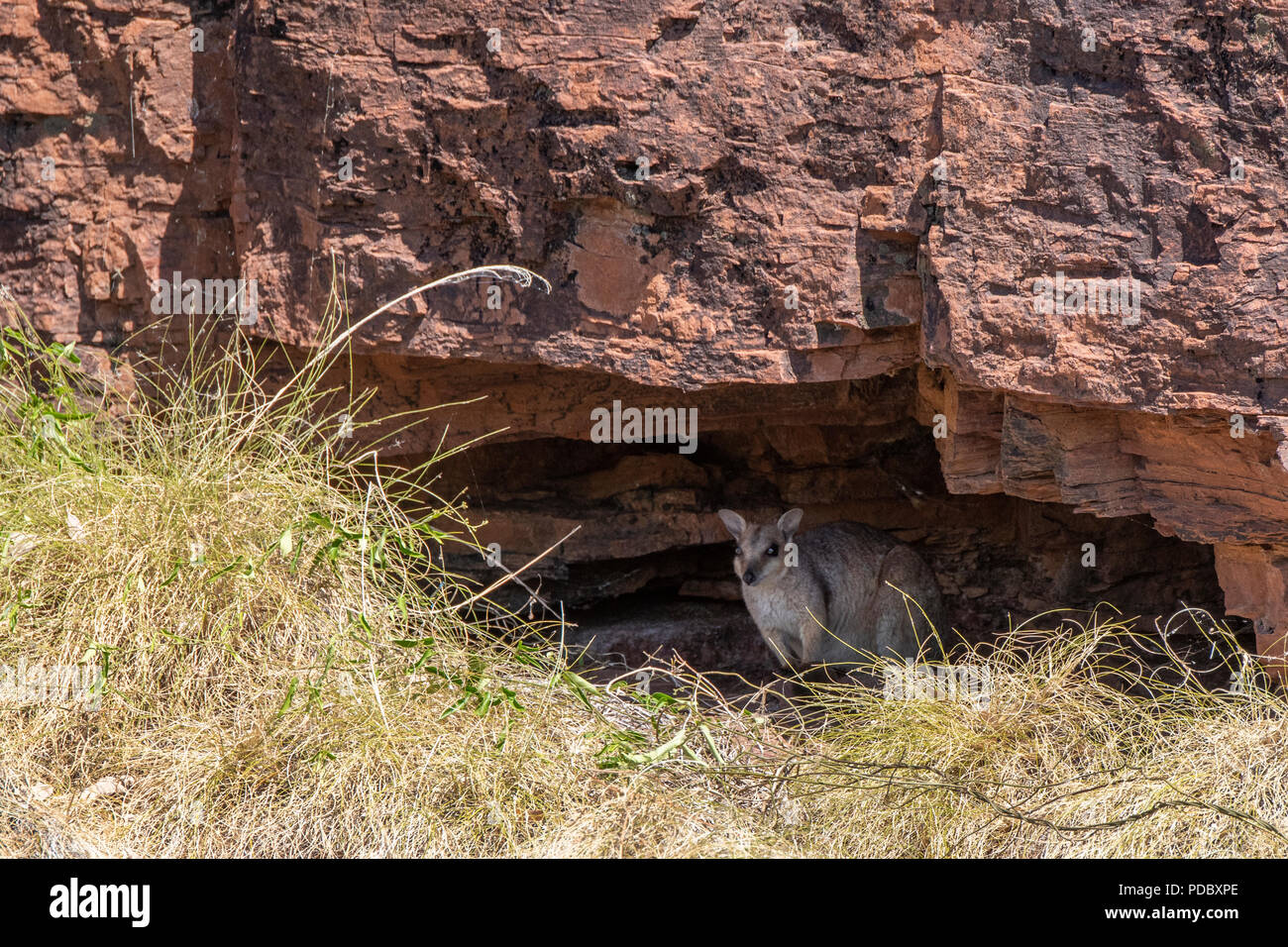 Australia, Western Australia Kimberley costa, tra Wyndham e Kununurra, Ord River. Corto-eared rock-wallaby (Petrogale brachyotis). Foto Stock