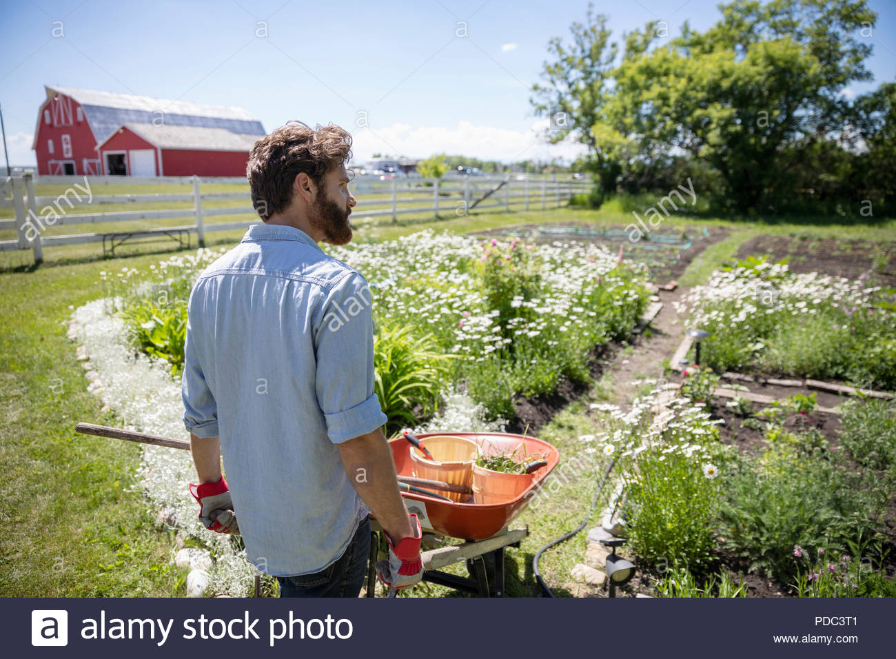 Uomo con carriola il giardinaggio nel soleggiato giardino rurale Foto Stock