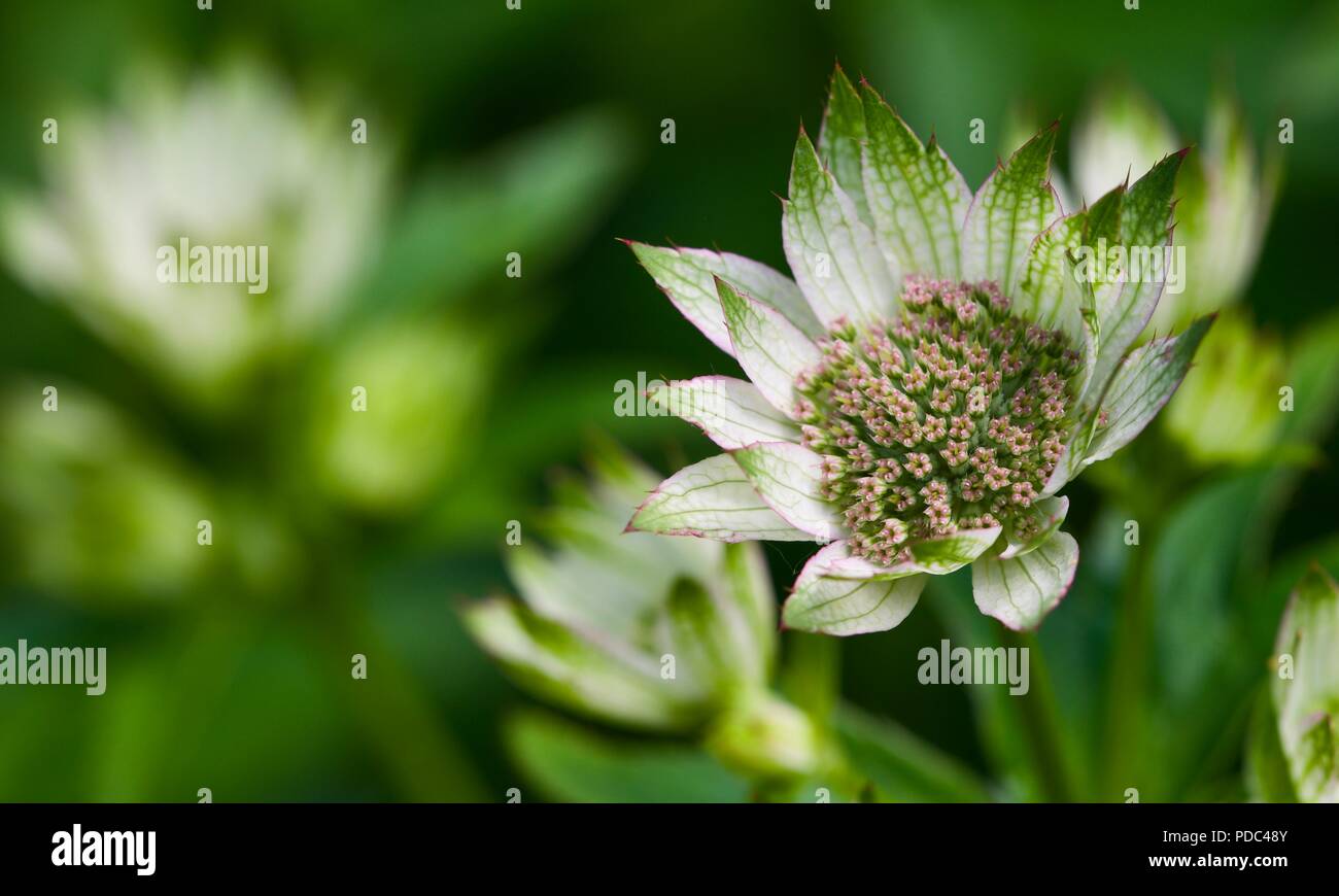 Astrantia major masterwort maggiore Foto Stock