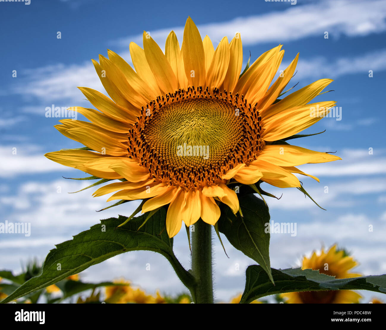Fiore di loto con Bee Foto Stock