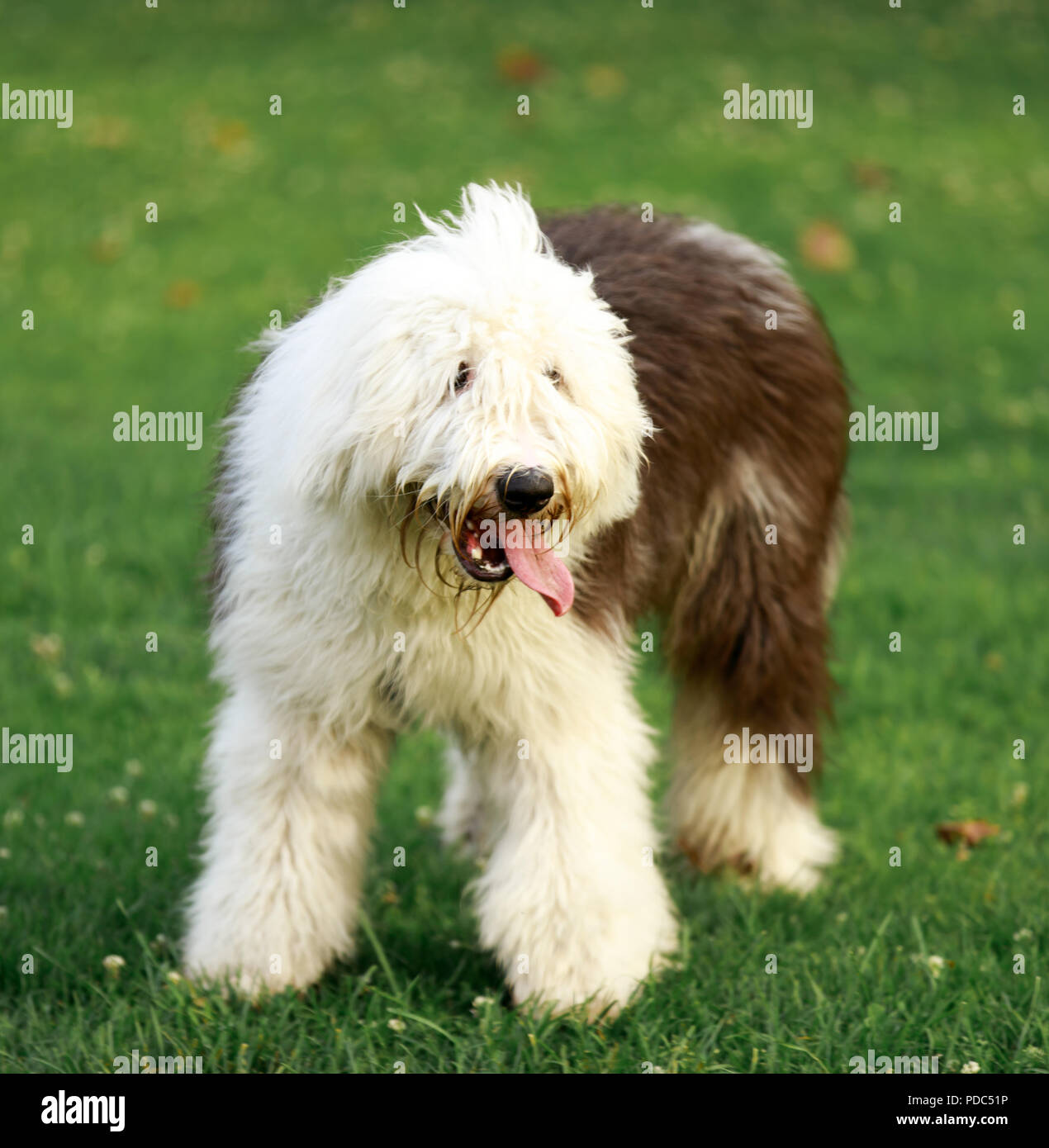 Old English Sheepdog ritratto. Foto Stock